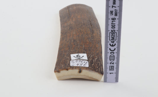 Brown mammoth bark