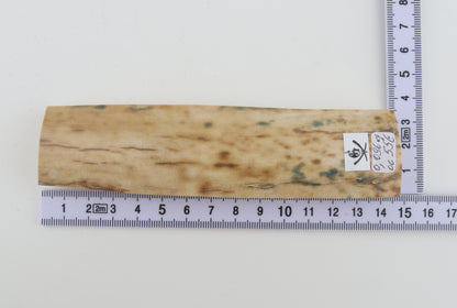 Creme-white mammoth bark