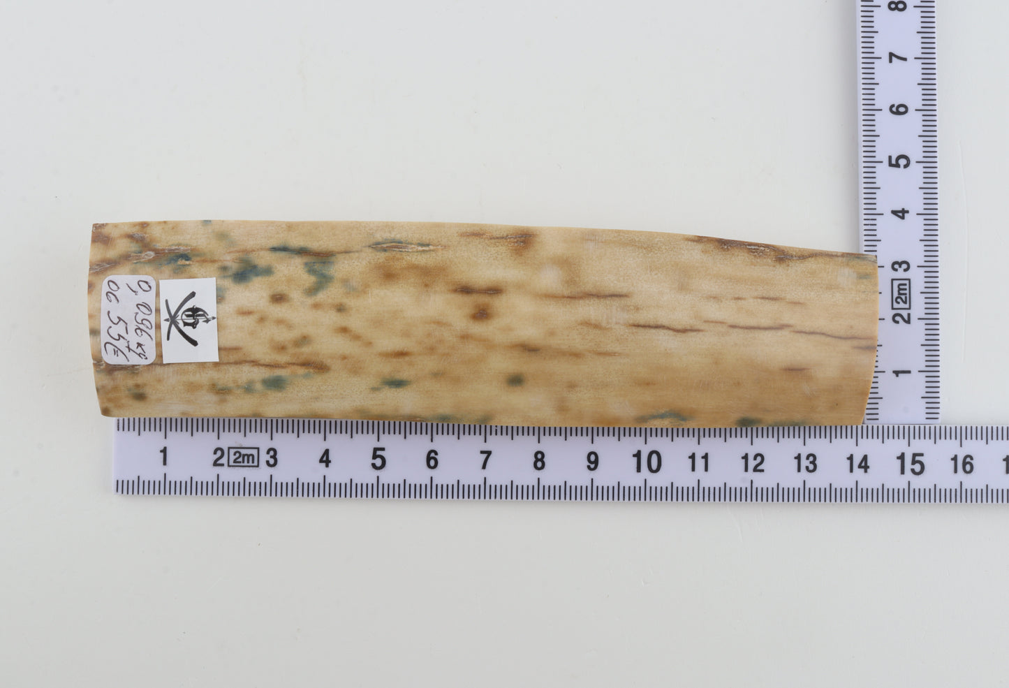 Creme-white mammoth bark