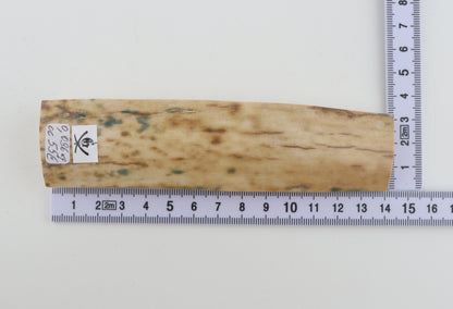 Creme-white mammoth bark