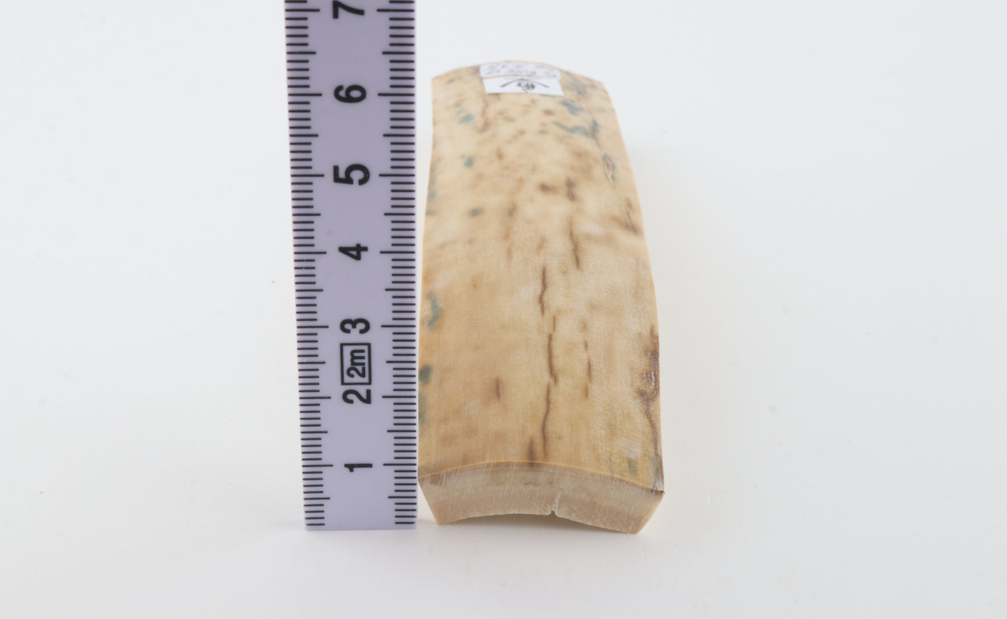Creme-white mammoth bark