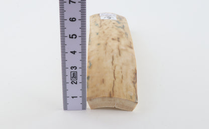 Creme-white mammoth bark