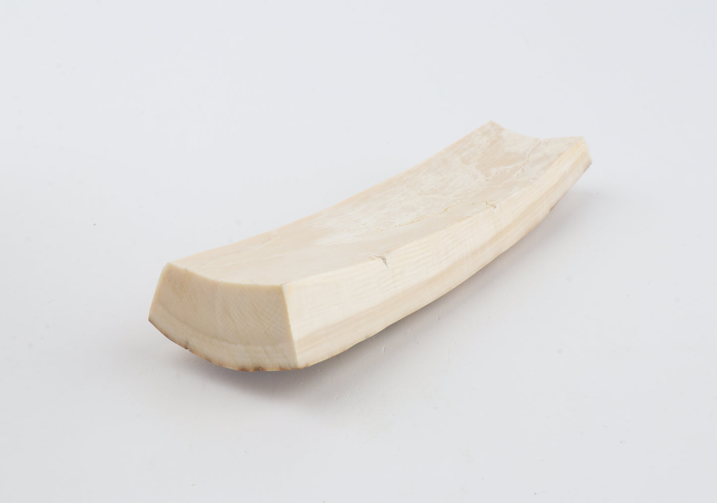 Creme-white mammoth bark