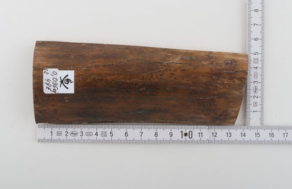 Brown mammoth bark