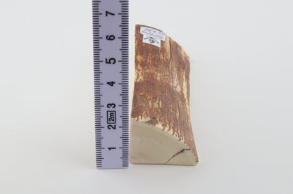 Natural mammoth ivory piece