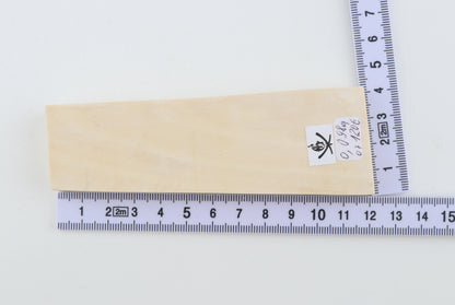 White mammoth ivory segment