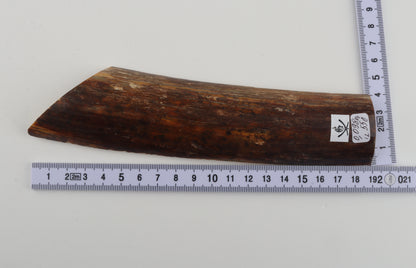 Brown-caramel mammoth bark