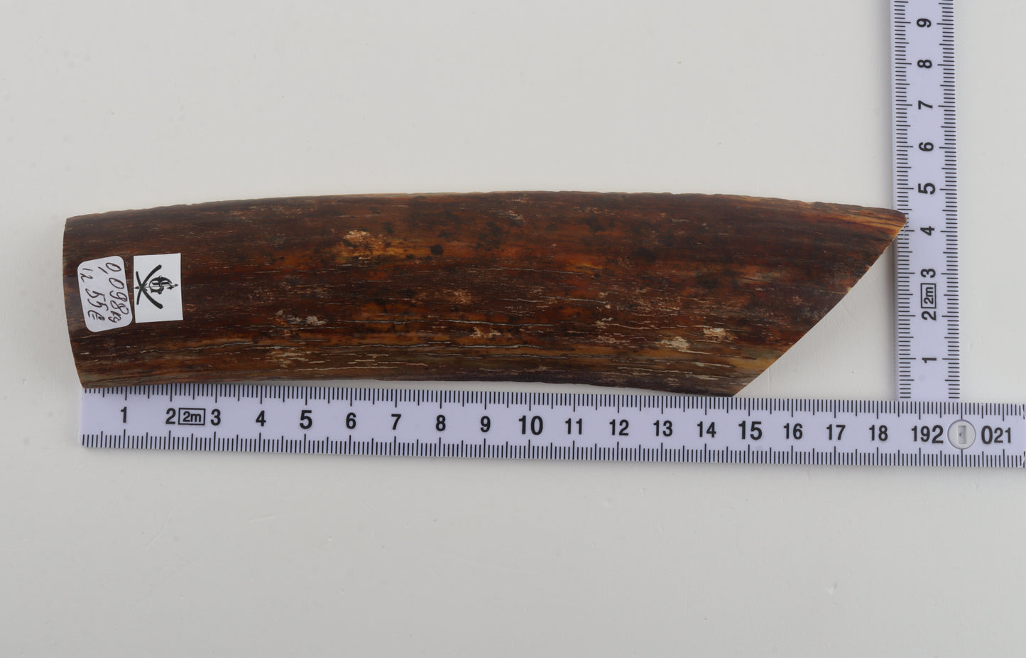 Brown-caramel mammoth bark