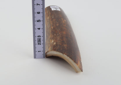 Brown-caramel mammoth bark