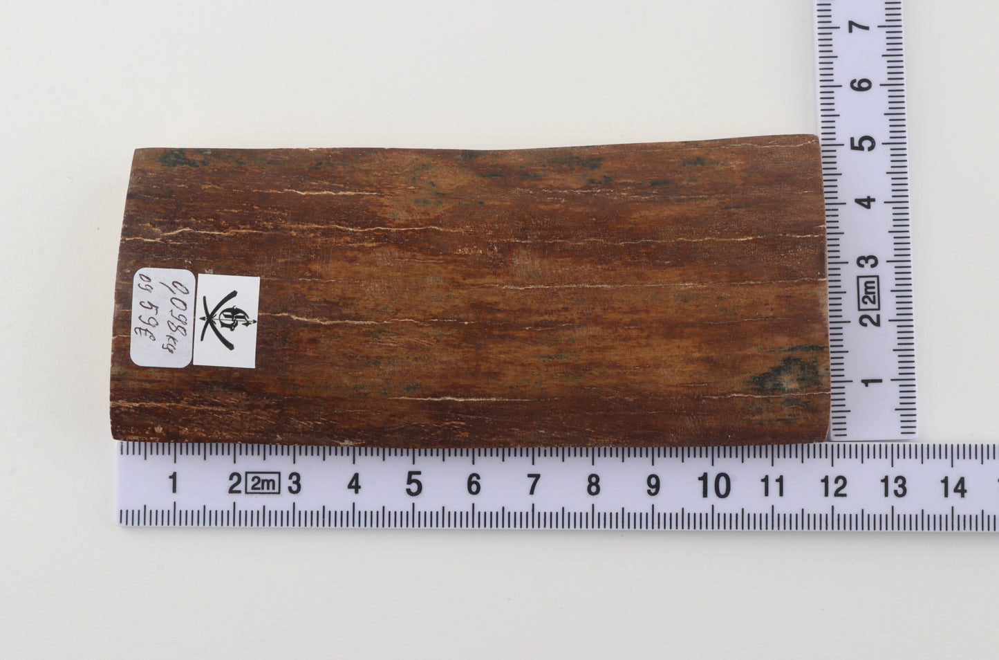 Red-brown mammoth bark