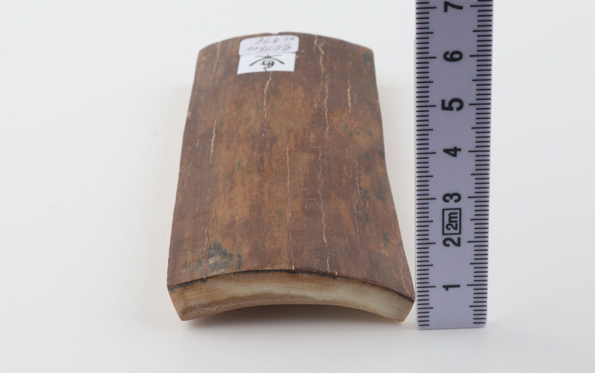 Red-brown mammoth bark