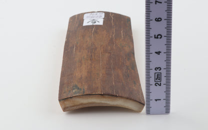 Red-brown mammoth bark