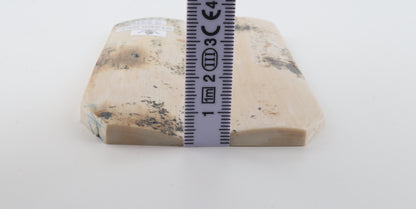 Stabilised mammoth bark scales