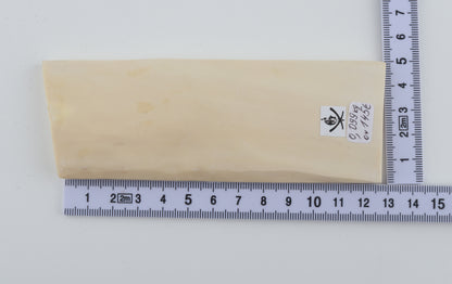 White mammoth ivory segment