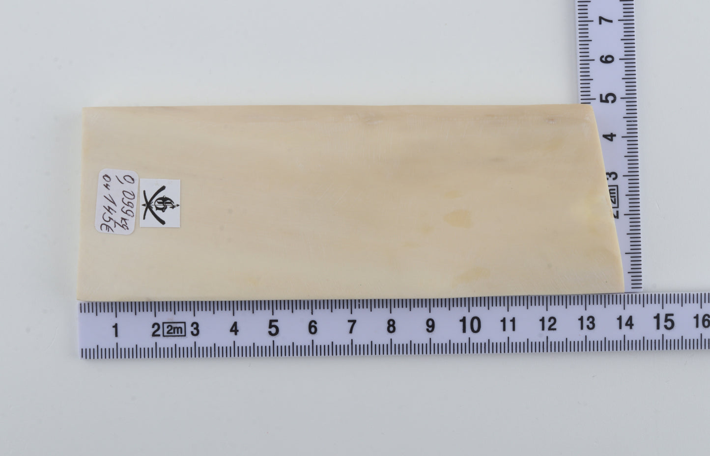 White mammoth ivory segment