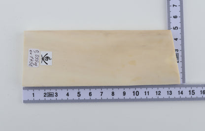 White mammoth ivory segment