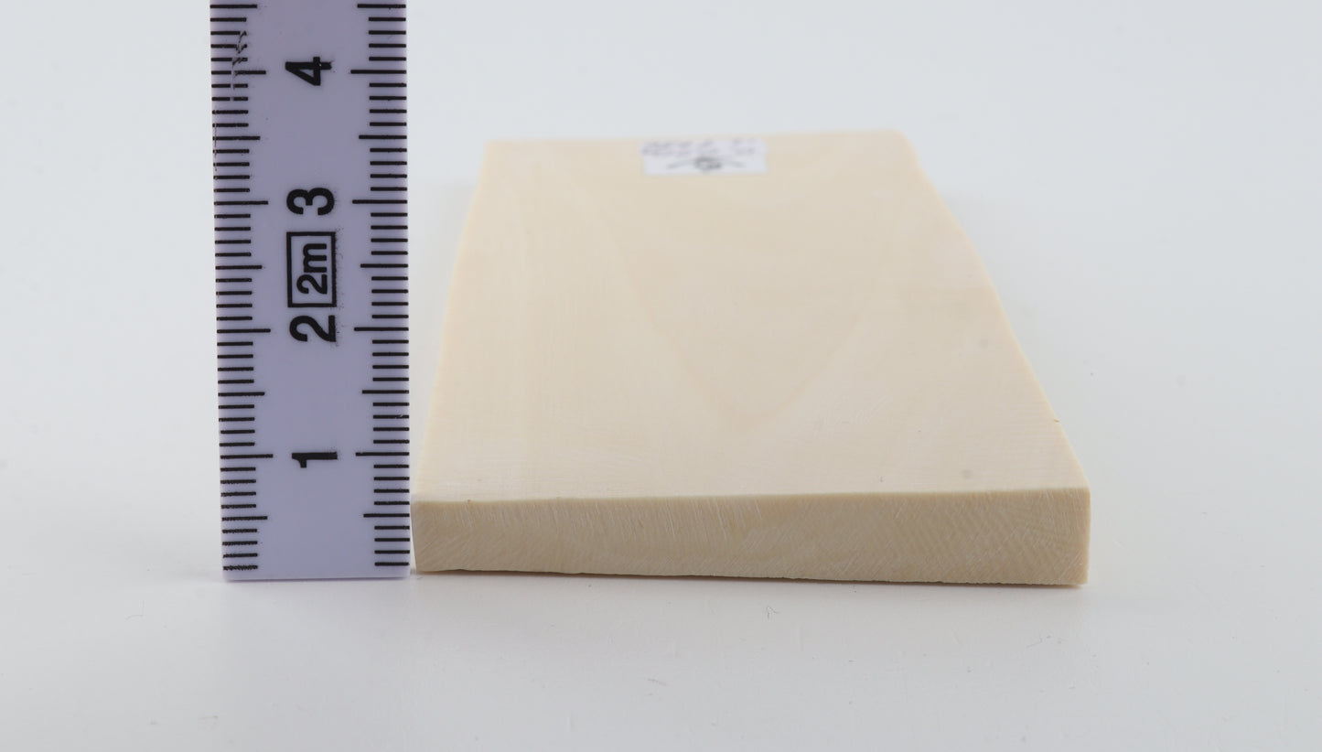 White mammoth ivory segment