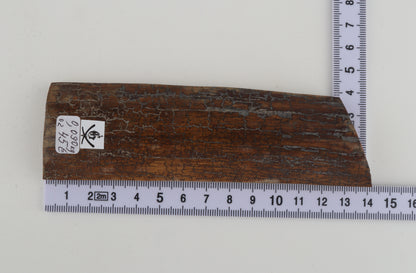Brown-caramel mammoth bark