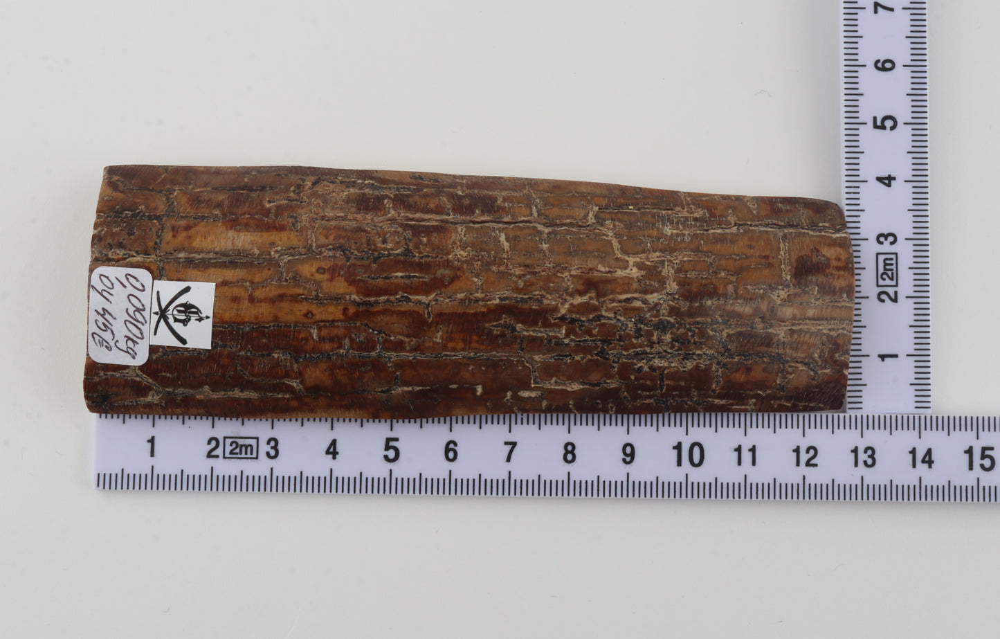 Brown mammoth bark