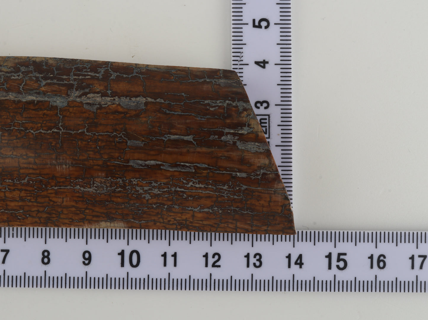 Brown-caramel mammoth bark