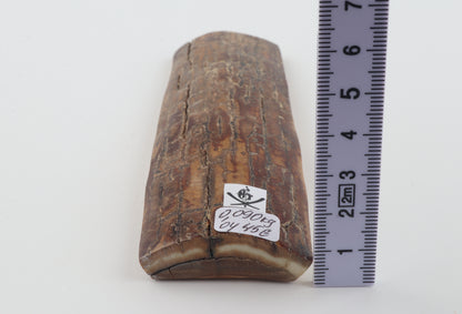 Brown mammoth bark