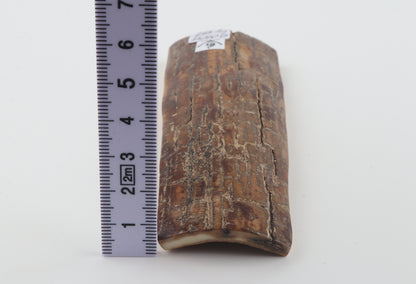 Brown mammoth bark