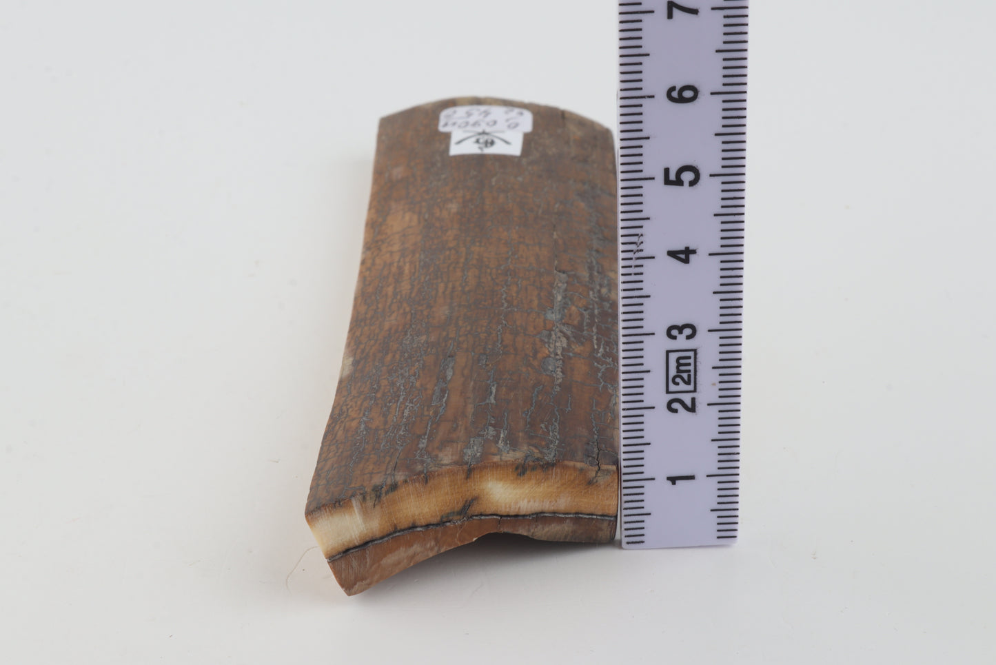 Brown-caramel mammoth bark
