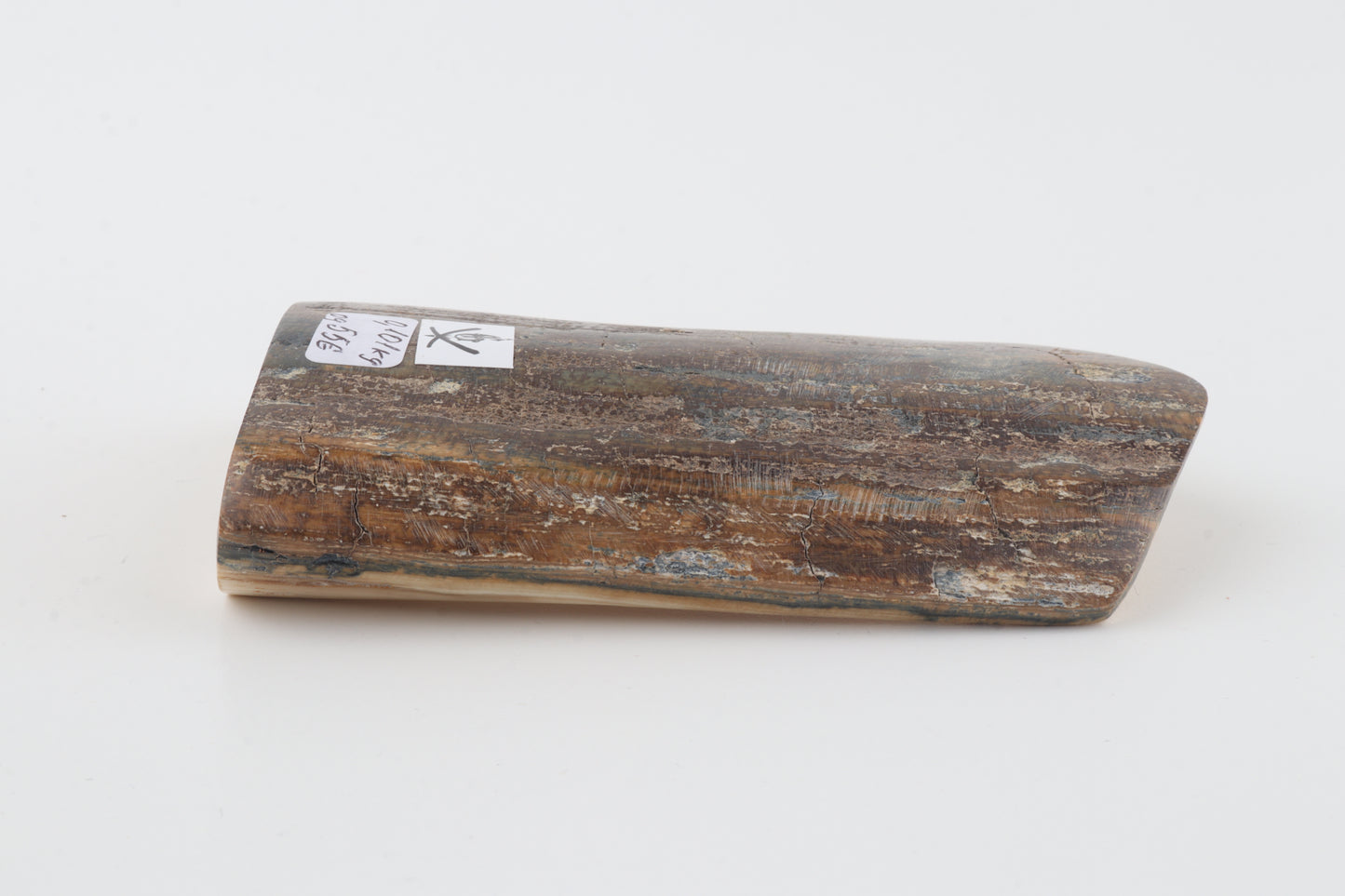 Brown-blue mammoth bark