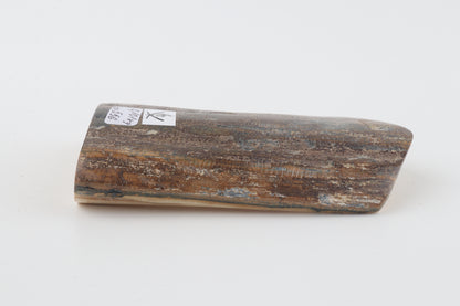 Brown-blue mammoth bark