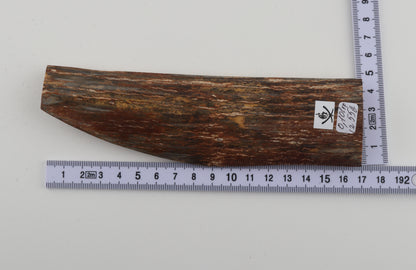 Brown-green mammoth bark