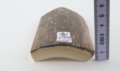 Brown-blue mammoth bark