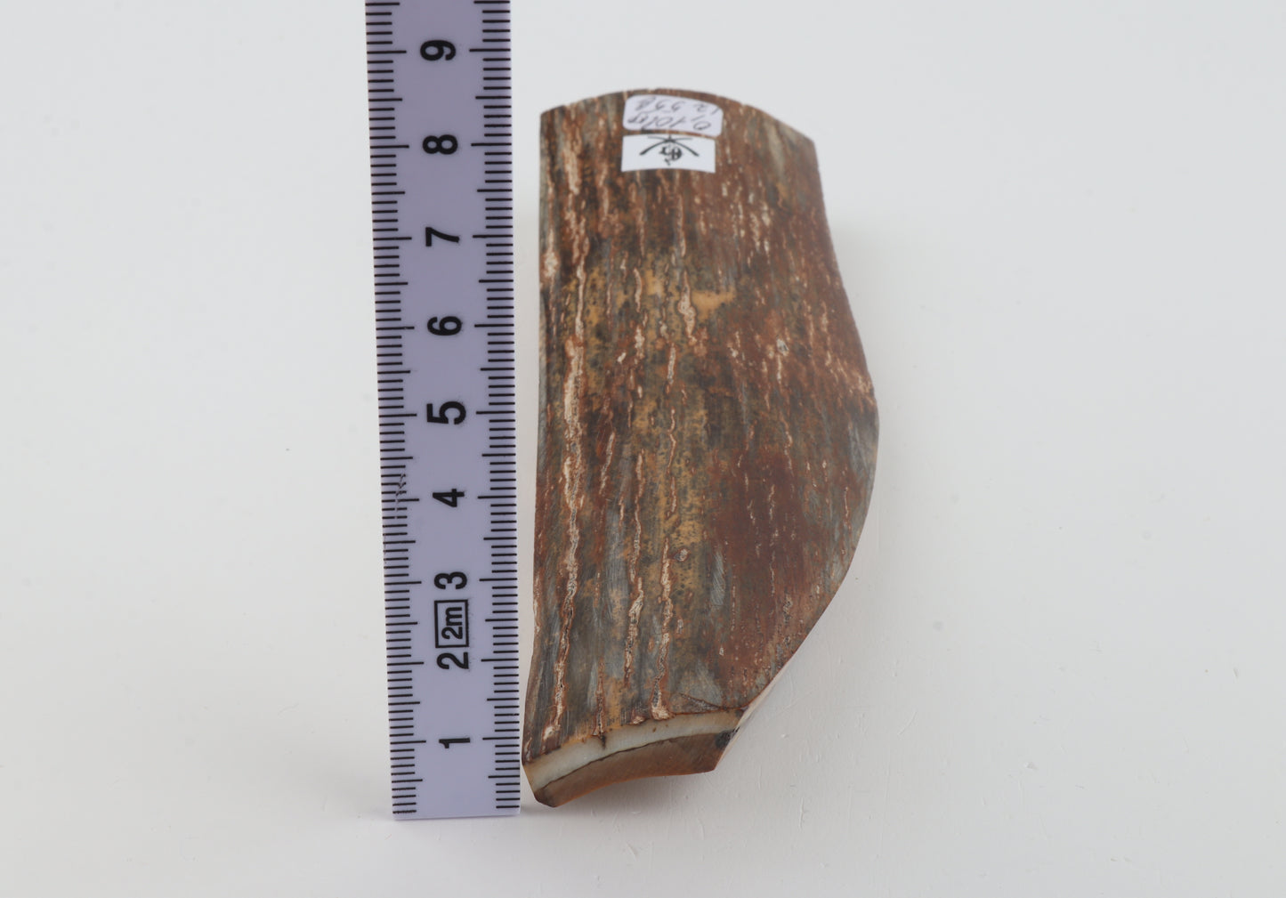 Brown-green mammoth bark