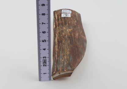 Brown-green mammoth bark