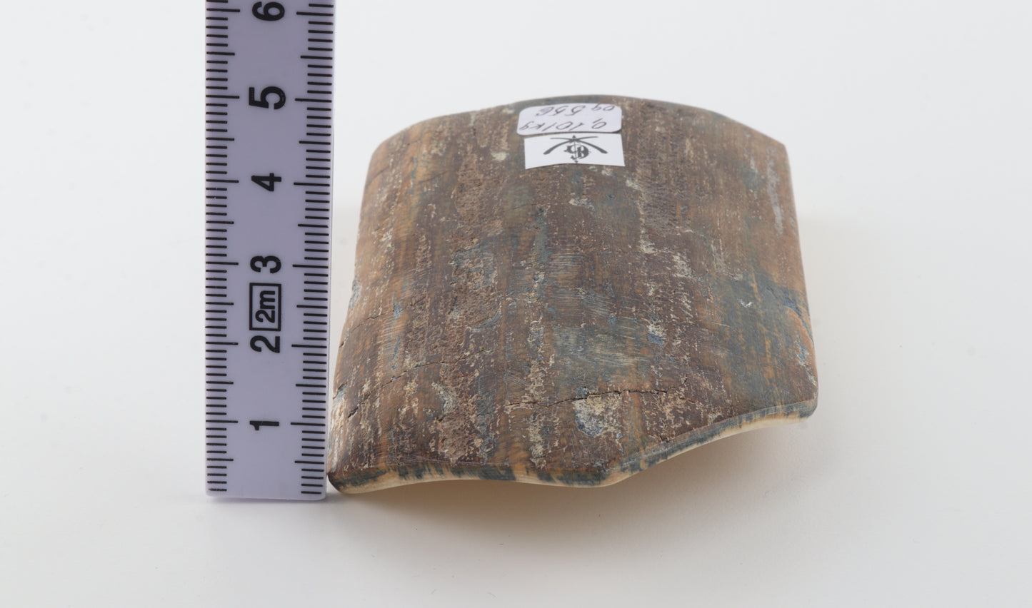 Brown-blue mammoth bark