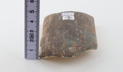 Brown-blue mammoth bark