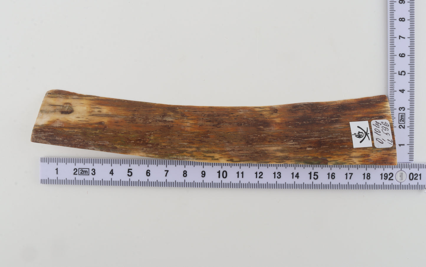 Brown-orange mammoth bark
