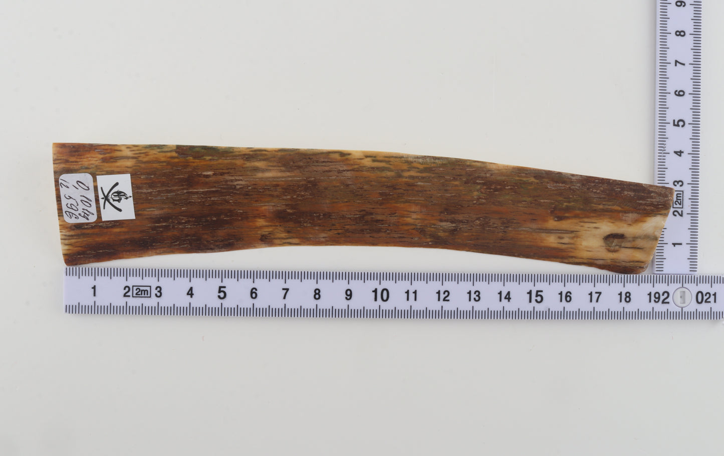 Brown-orange mammoth bark