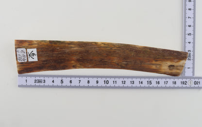 Brown-orange mammoth bark