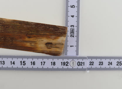 Brown-orange mammoth bark