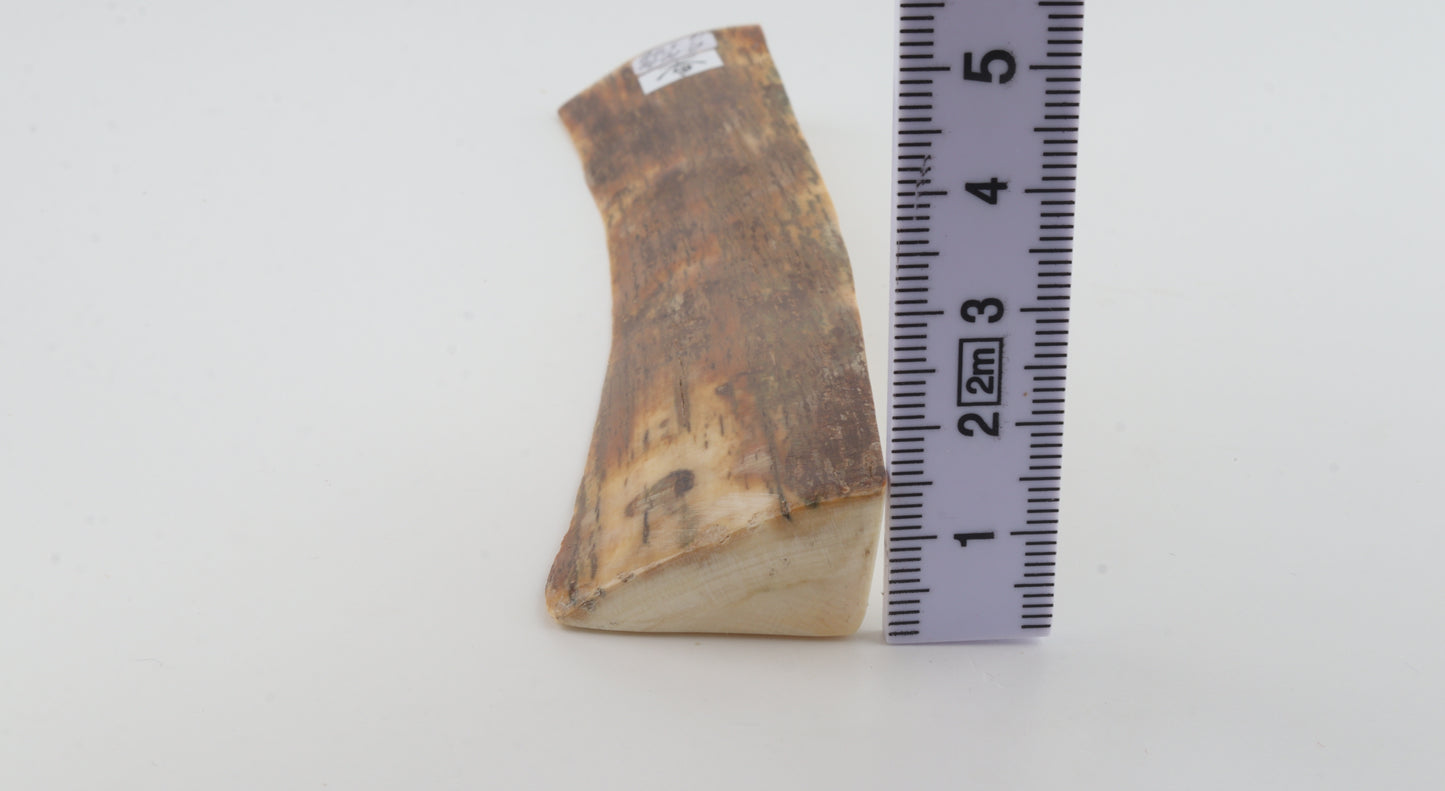 Brown-orange mammoth bark
