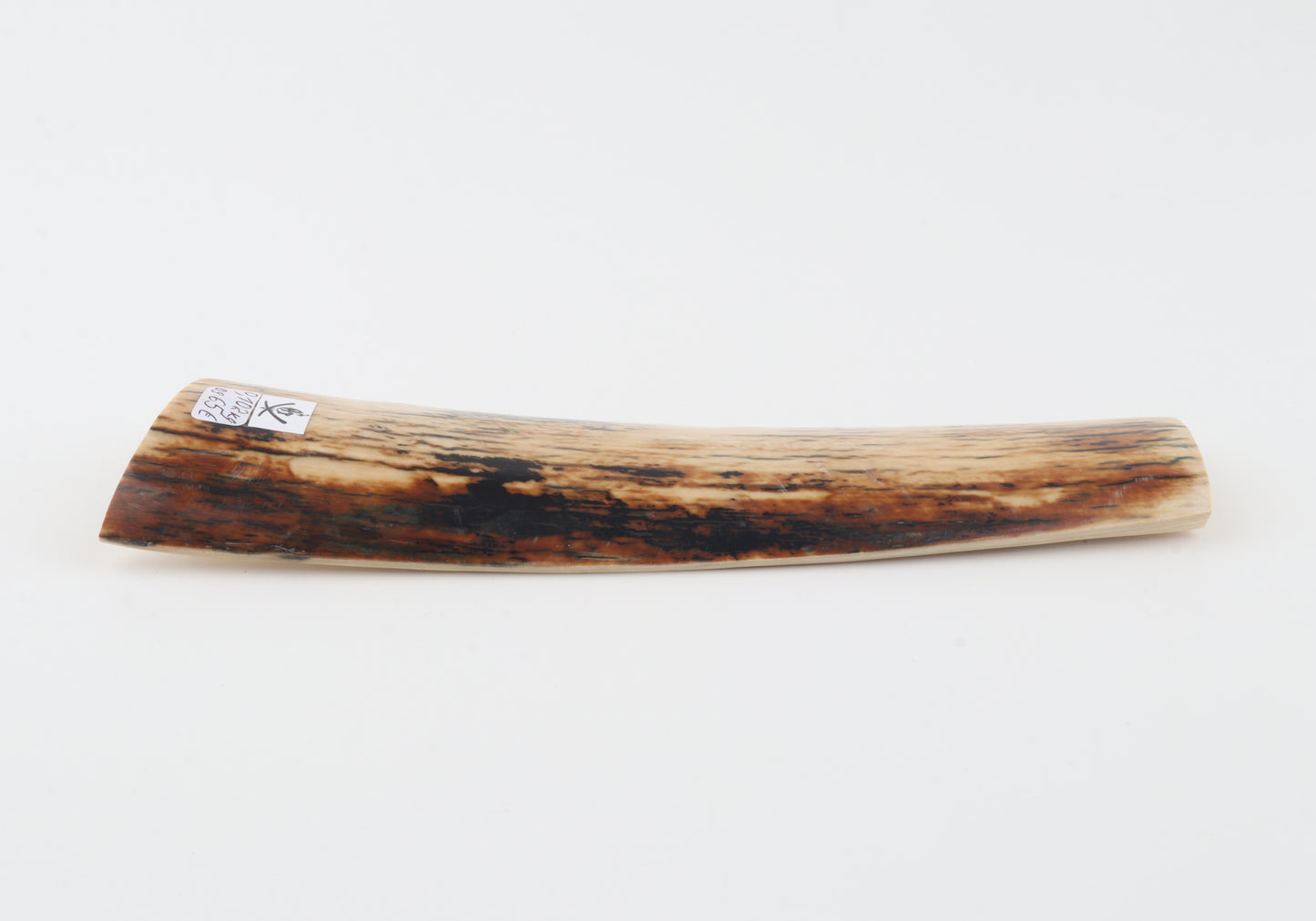 Creme-black mammoth bark