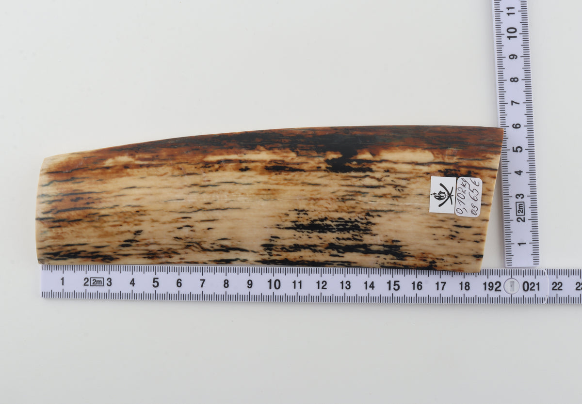 Creme-black mammoth bark