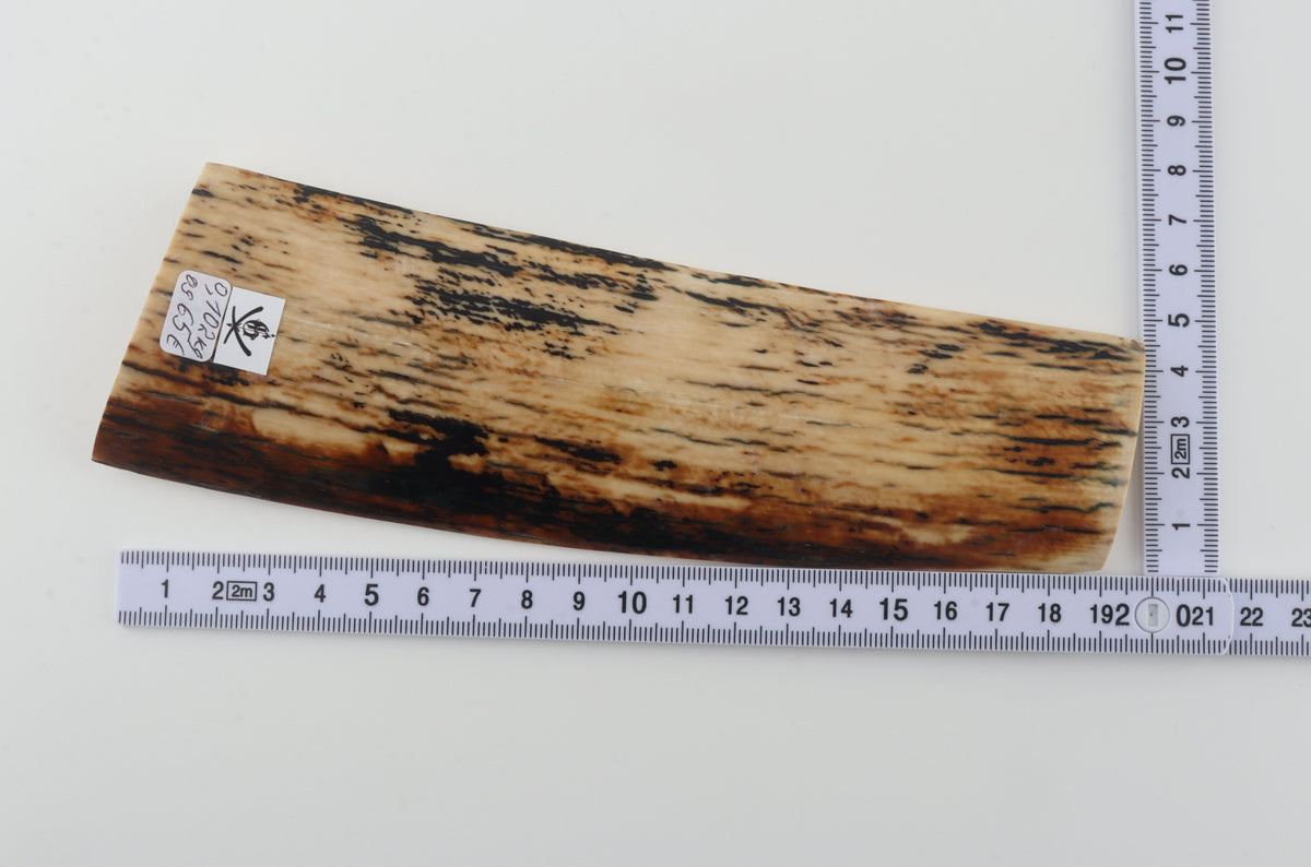 Creme-black mammoth bark