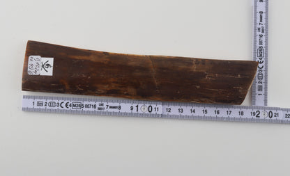 Brown mammoth bark