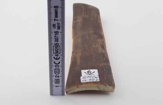 Brown mammoth bark
