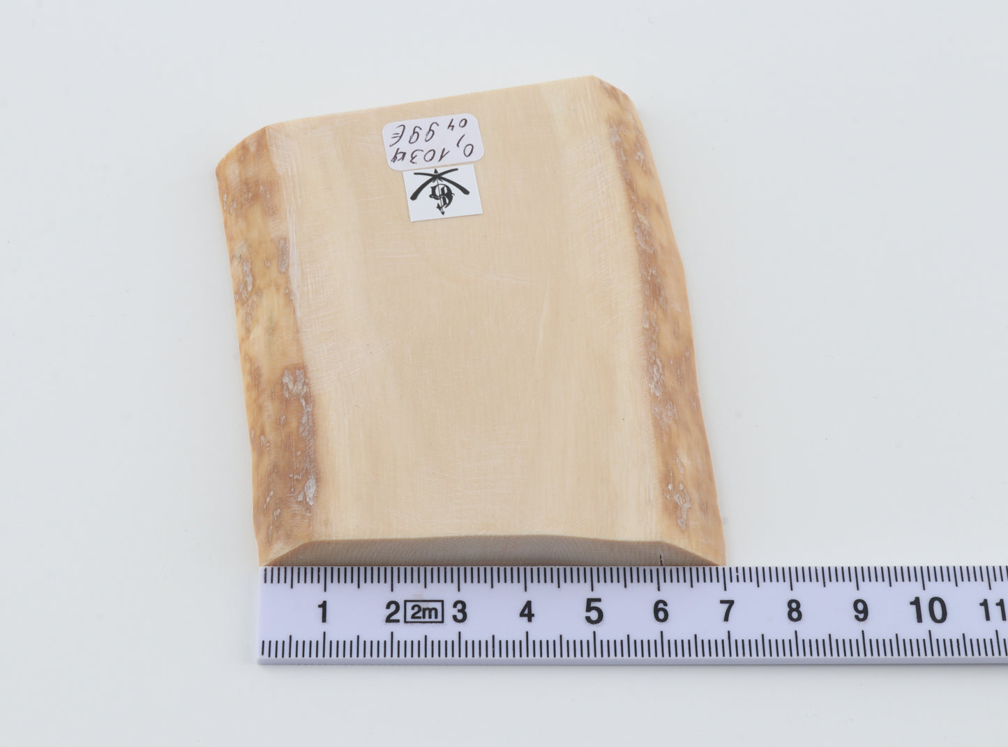 White mammoth ivory segment
