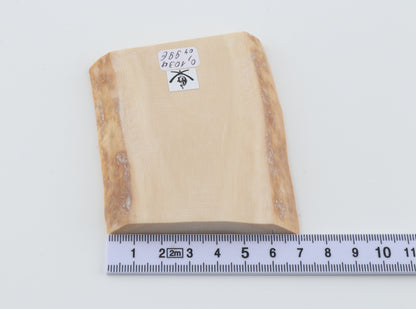White mammoth ivory segment