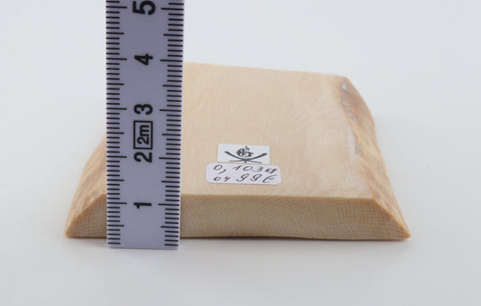 White mammoth ivory segment