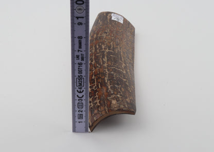 Brown mammoth bark