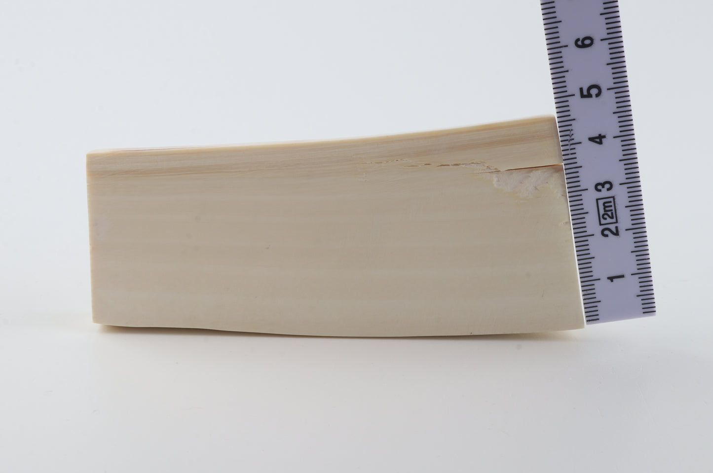 White mammoth ivory segment